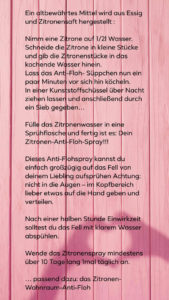 Flöhe beim Hund Rezept