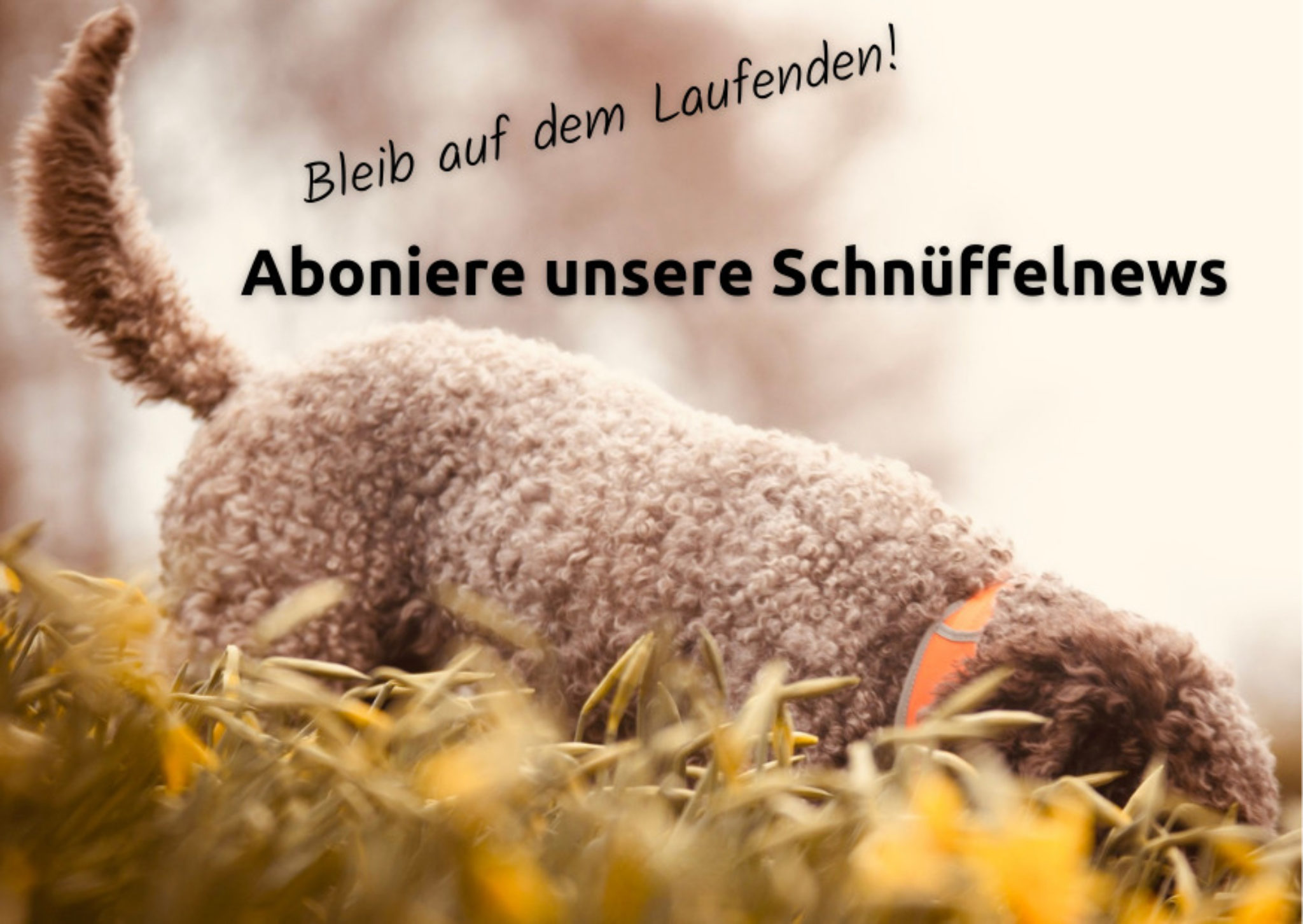 hundekekse selber machen mit karotten ohne getreide