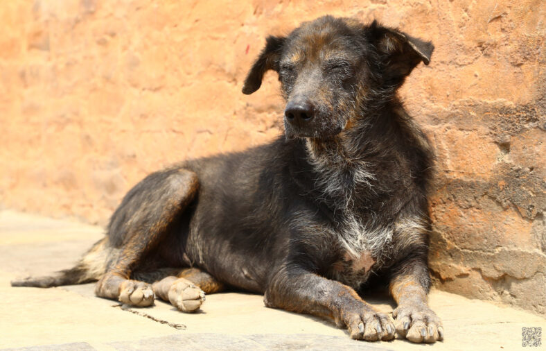 Leishmaniose beim Hund