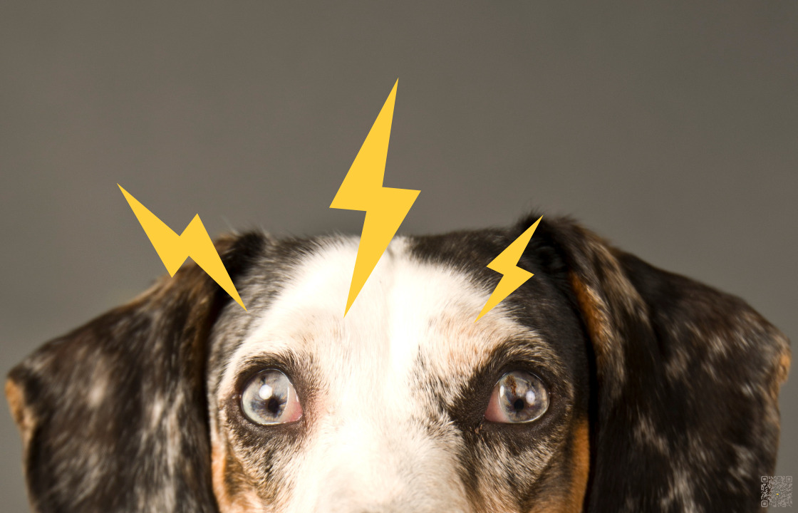 Read more about the article Warum sind immer mehr Hunde im Stress?