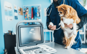 Tierarztbesuch Gebühren erhöhen sich