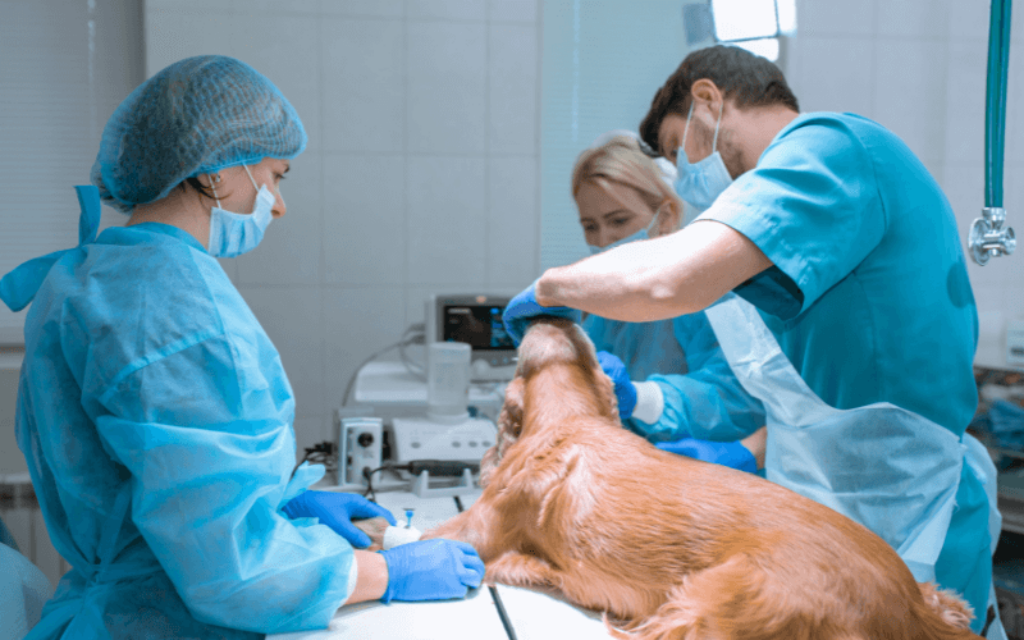 Tierarztbesuch wird teuer