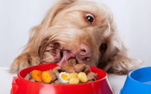 Read more about the article Hundefutter selber kochen?