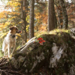 Vergiftungsgefahr für Hunde im Wald