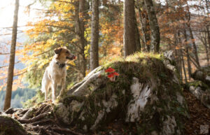 Vergiftungsgefahr für Hunde im Wald