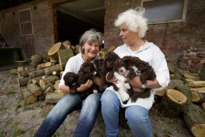 Lagotto Welpen