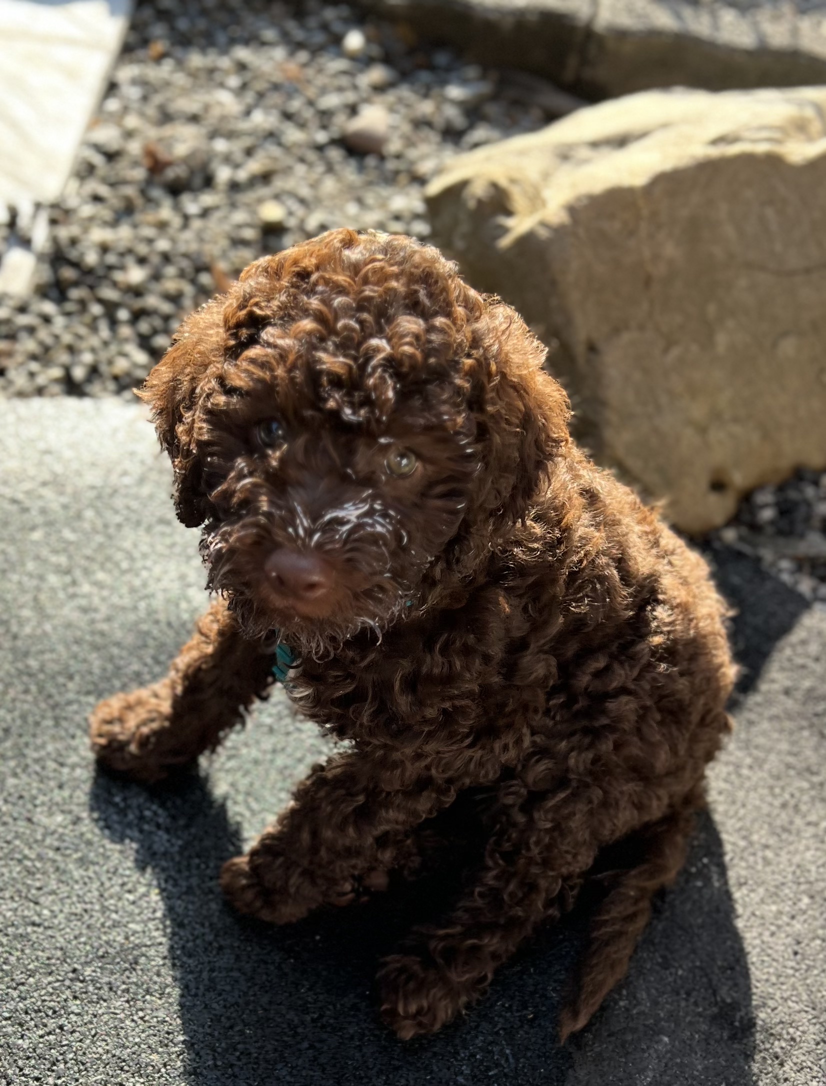 Lagotto Welpe