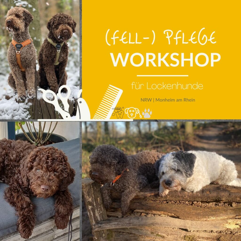 Groomer Workshop