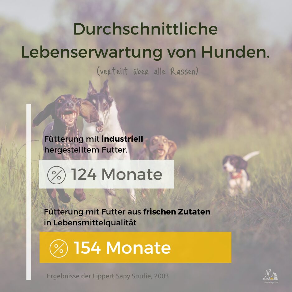 Lebenserwartung Hund