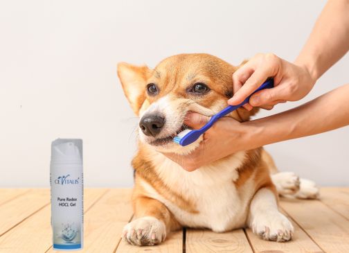 Corgi bekommt die Zähne mit HOCL Gel geputzt – natürliche Zahnpflege für Hunde