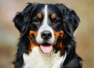 Mehr über den Artikel erfahren HOCL für Hunde: Die kraftvolle natürliche Wunderwaffe für strahlende Gesundheit, Hygiene und sanfte Pflege deiner Fellnase