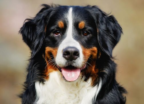 Du betrachtest gerade HOCL für Hunde: Die kraftvolle natürliche Wunderwaffe für strahlende Gesundheit, Hygiene und sanfte Pflege deiner Fellnase