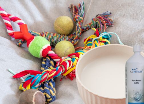 Hundespielzeug, Trinknapf und HOCL Flasche – hygienische Reinigung von Hundezubehör