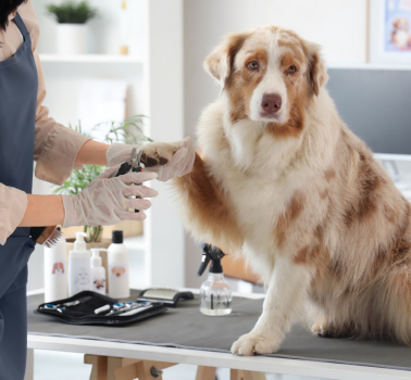 Hund Krallen schneiden , Groomerin