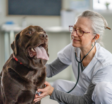 Tierheilpraktikerin mit Labrador