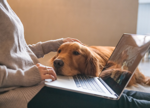 Hund mit stabiler Verdauung nach individueller Ernährungsberatung