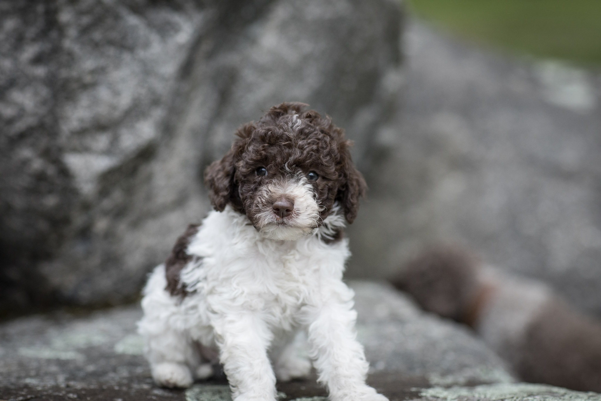 Lagotto Romagnolo Welpe