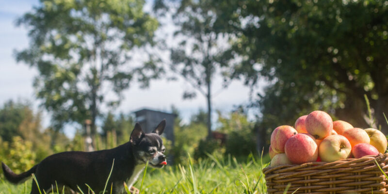 Wie gesund ist Obst und Gemüse für Hunde?