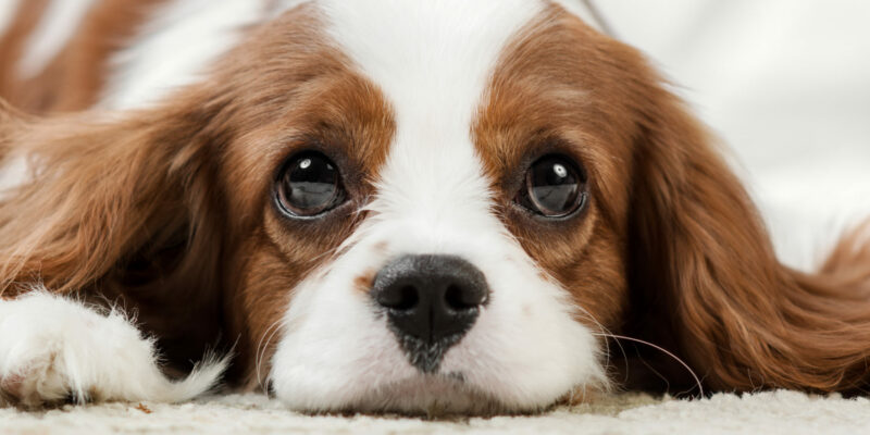 Blasensteine beim Hund