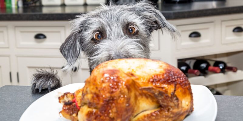 Barfen für Hunde – Das sollten sie wissen