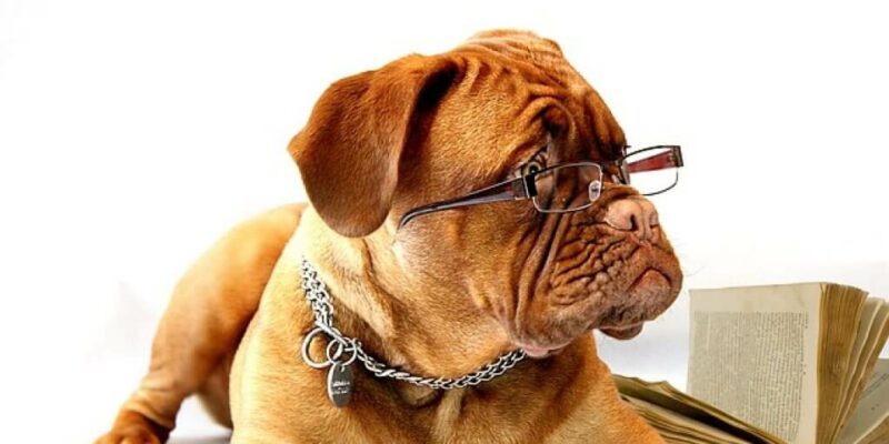 Die Hundefutter Deklaration -Verbrauchertäuschung?