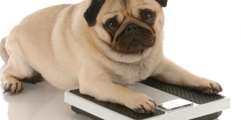 Dicker Hund? Das sind die Ursachen