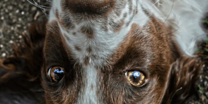 Hilfe! Mein Hund hat Giardien