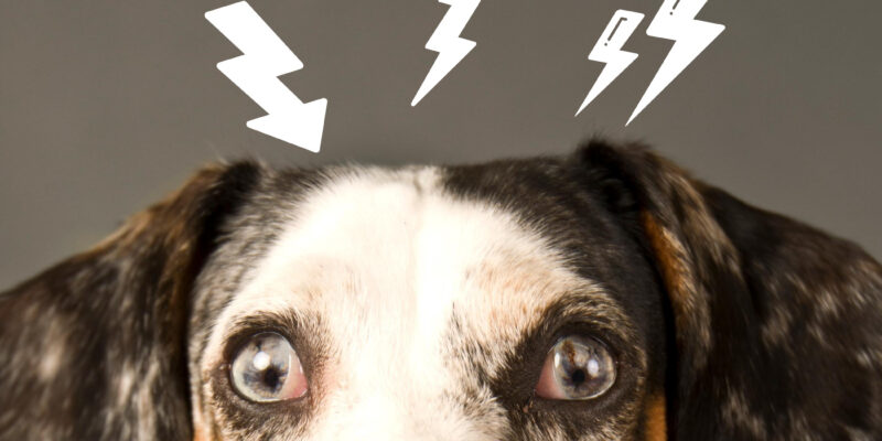 Stress bei Hunden: Wie er ausgelöst, erkannt und behandelt wird