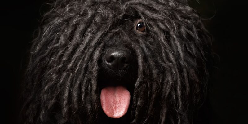 Wie effektive Mikroorganismen beim Hund wirken