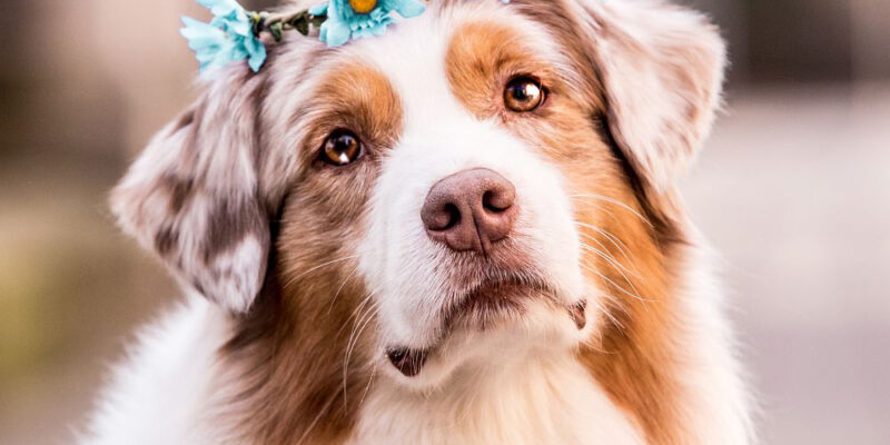 Hunde in Szene setzen – so gelingen tolle Fotos