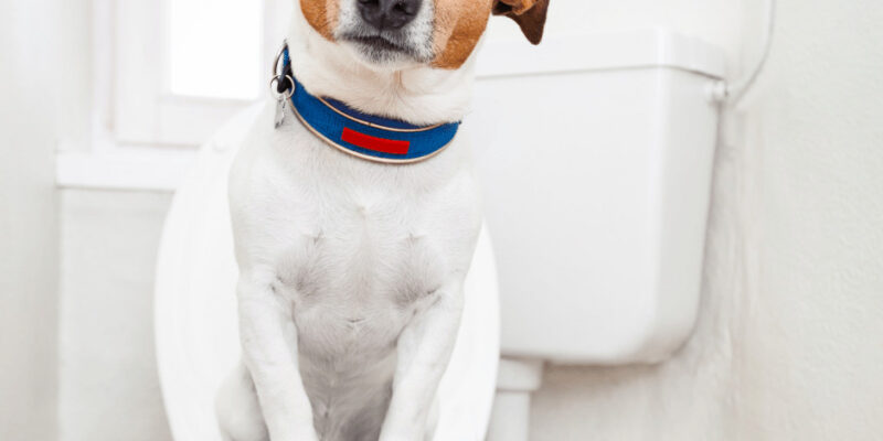Durchfall beim Hund – Erste Hilfe- Moro’sche Möhrensuppe