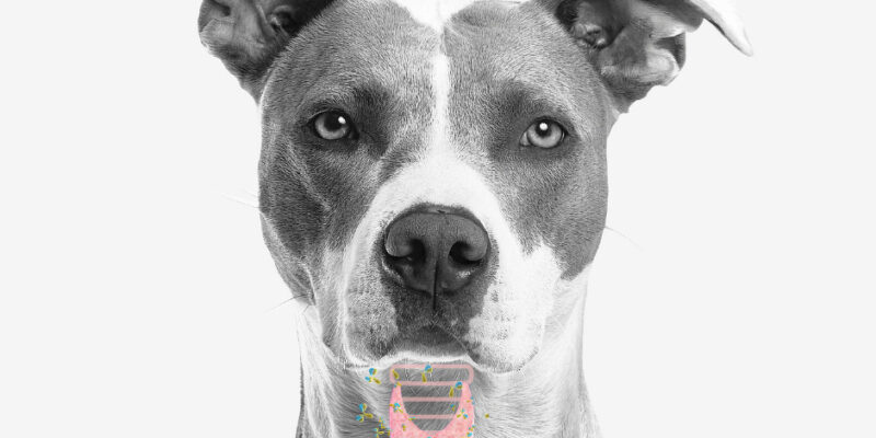 Schilddrüsenunterfunktion beim Hund