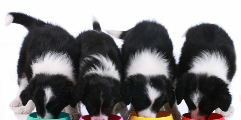 Hundefutter nass, Vier im Vergleich