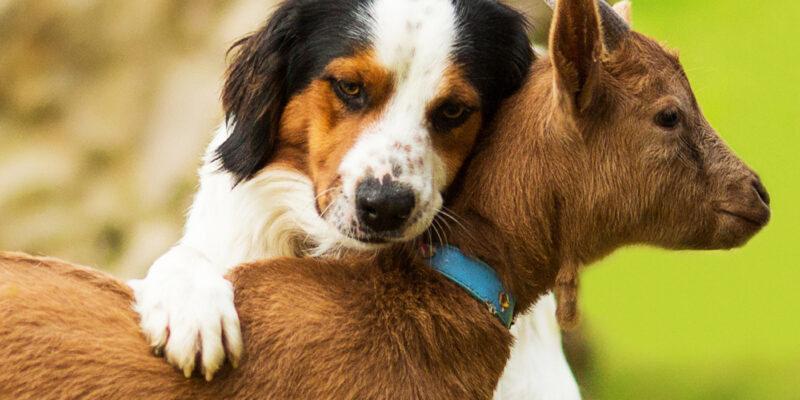 Ziegenkolostrum für Hunde