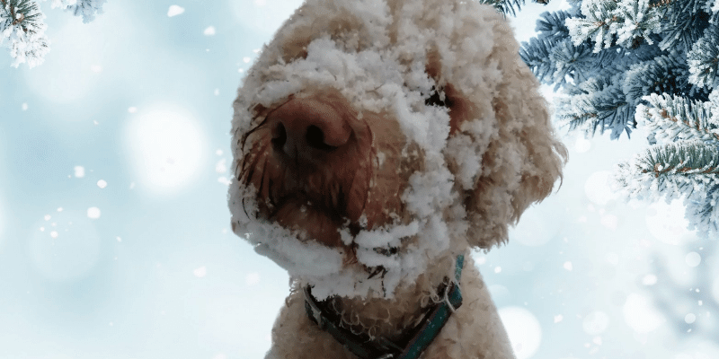 Hund im Winter – 11 Tipps